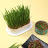 Hydroponic Seedling Tray Creative Cat Snack Catnip Growing Pot Reusable Garden Catnip Growing Bowl Pet Supplies