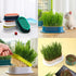 Hydroponic Seedling Tray Creative Cat Snack Catnip Growing Pot Reusable Garden Catnip Growing Bowl Pet Supplies