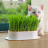 Hydroponic Seedling Tray Creative Cat Snack Catnip Growing Pot Reusable Garden Catnip Growing Bowl Pet Supplies